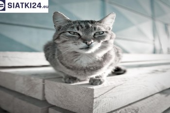 Siatki Krynica-Zdrój - Siatka na balkony dla kota i zabezpieczenie dzieci dla terenów Krynicy-Zdrój