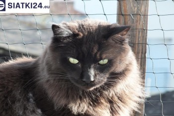 Siatki Krynica-Zdrój - Zabezpieczenie balkonu siatką - Kocia siatka - bezpieczny kot dla terenów Krynicy-Zdrój